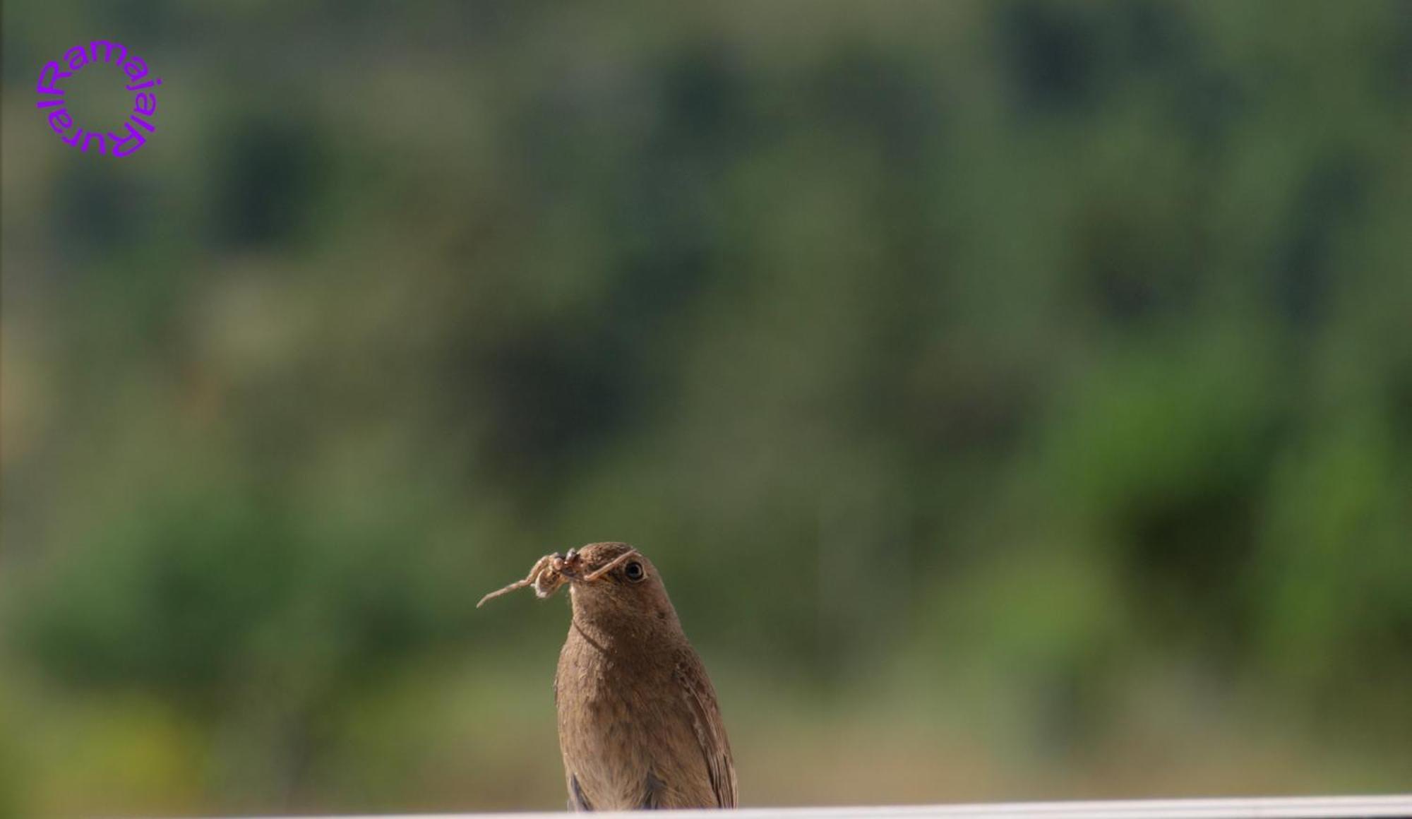 Penzion Ramajal Rural Horcajo  Exteriér fotografie