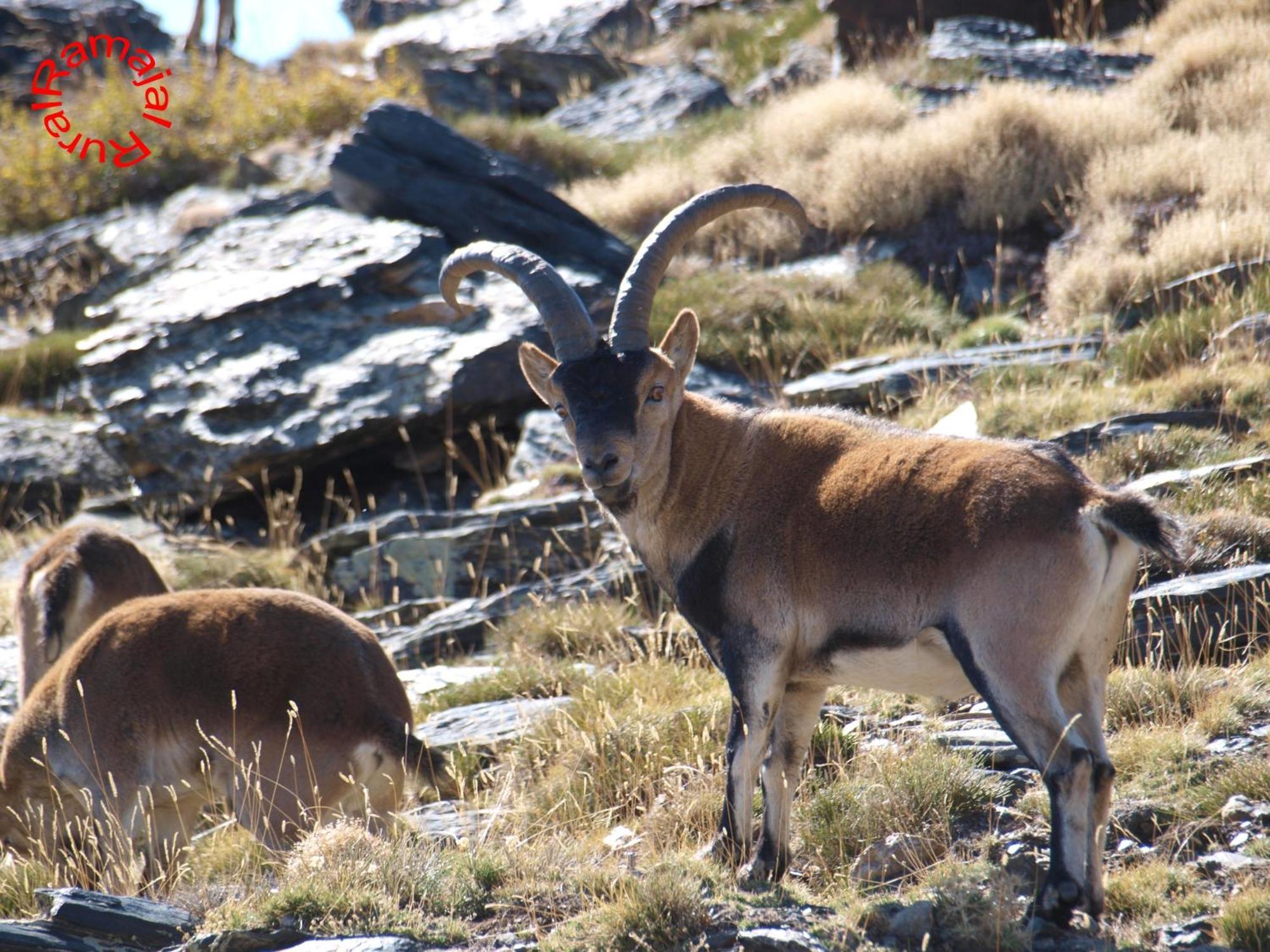 Penzion Ramajal Rural Horcajo  Exteriér fotografie